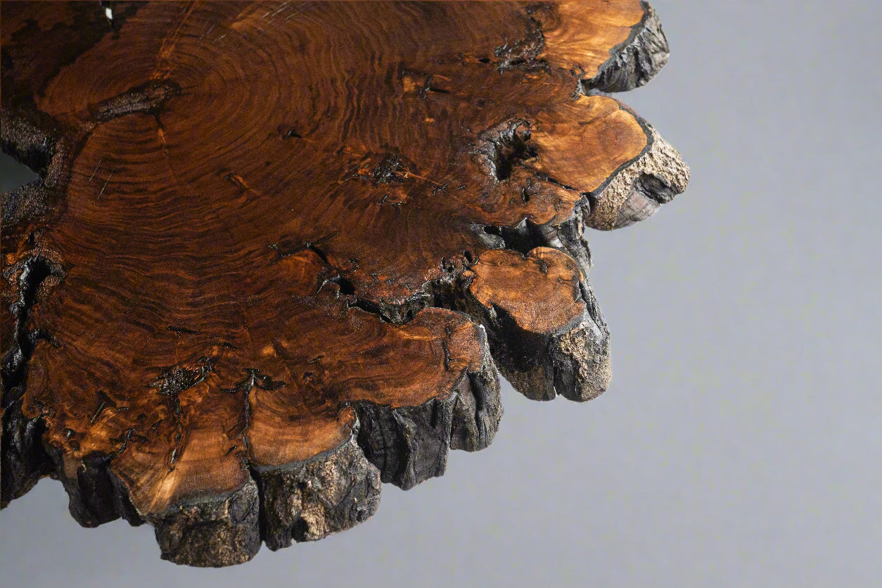 Butternut Burl Slab Coffee Table With Metal Base