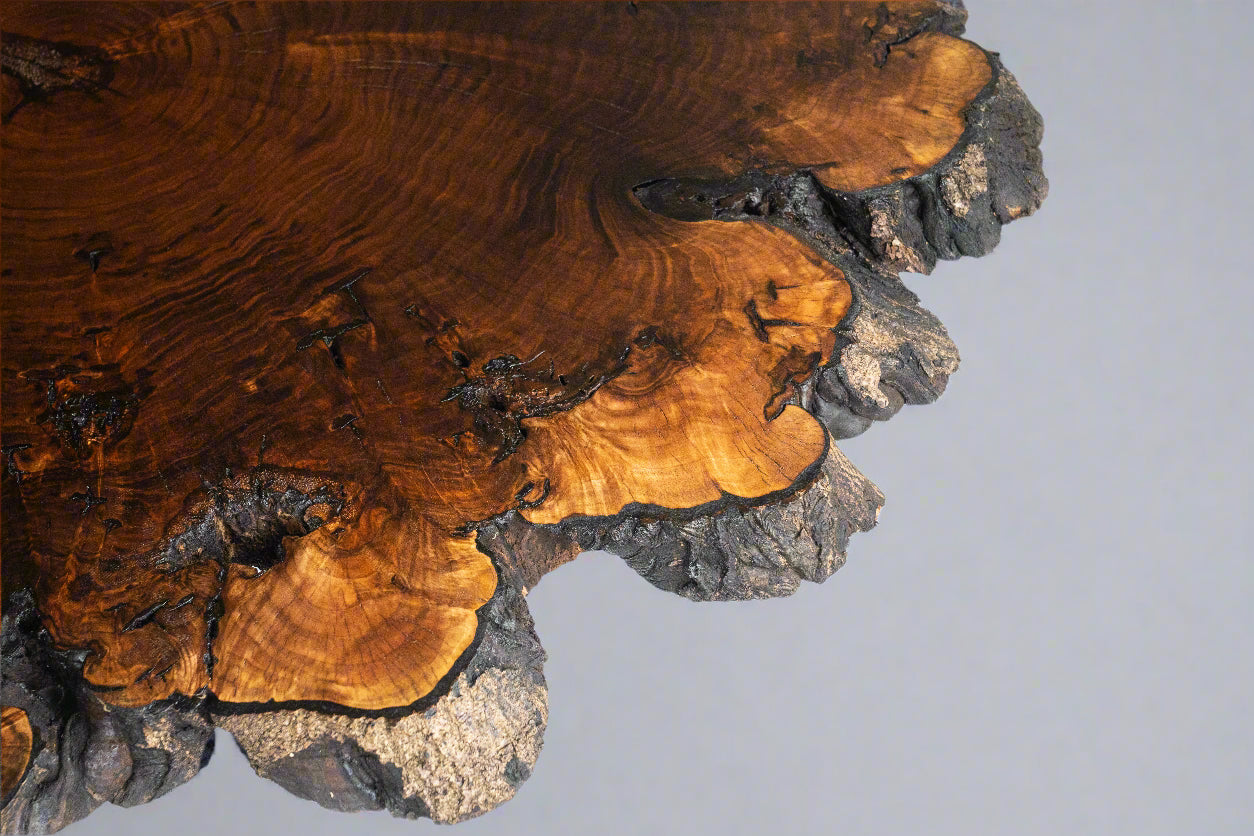 Butternut Burl Slab Coffee Table With Metal Base